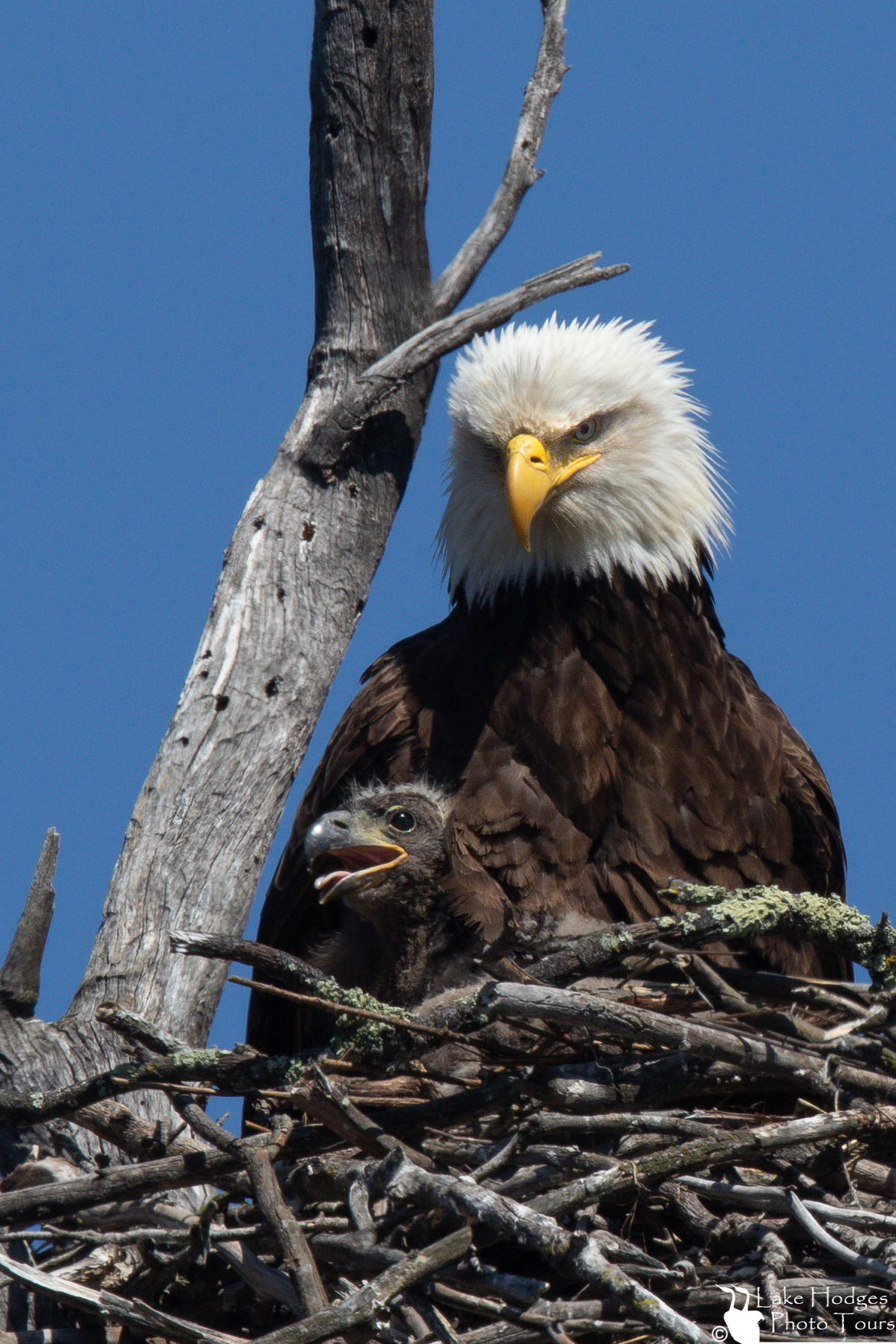 Gallery | Lake Hodges Photo Tours