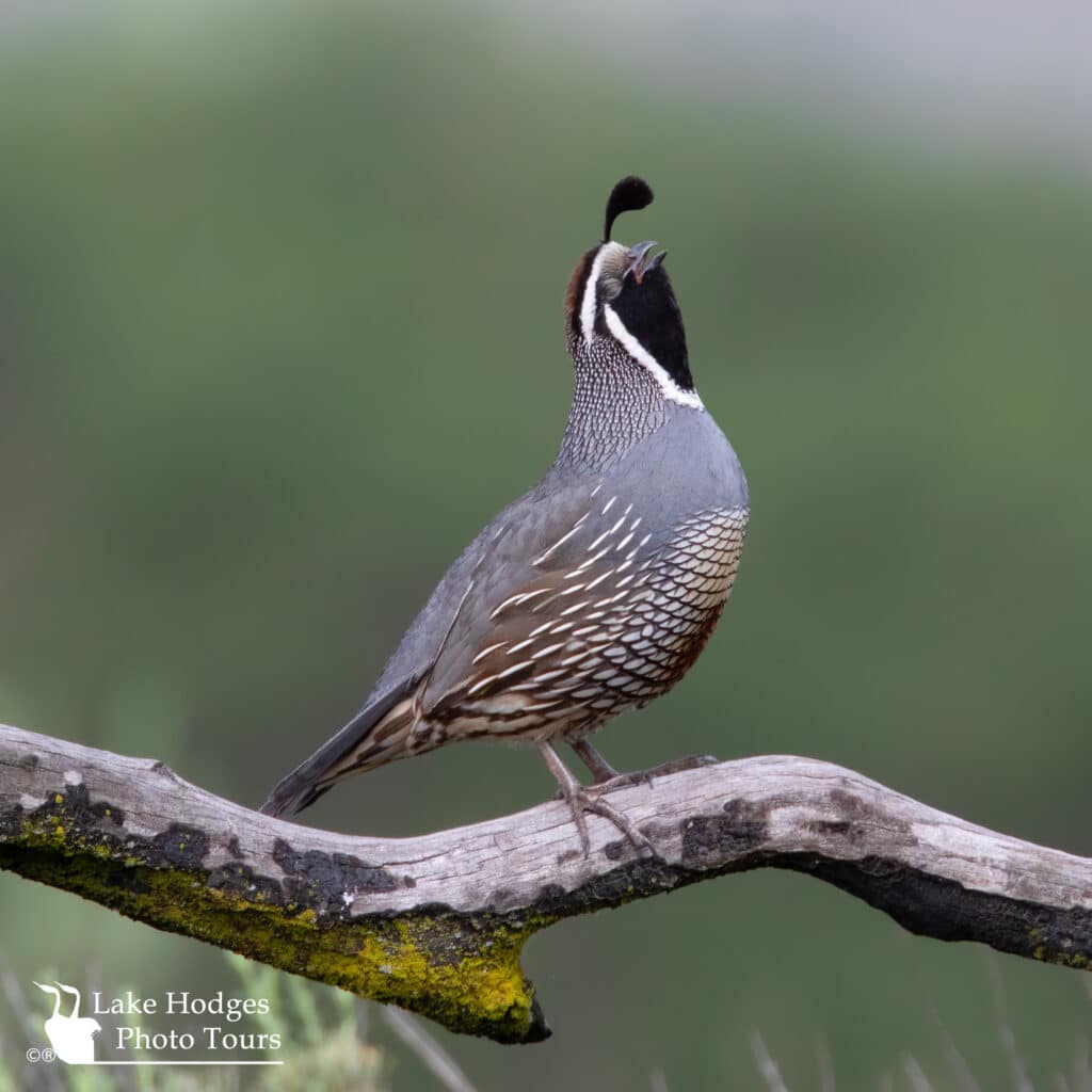 Califronia Quail #LakeHodgesPhotoTours