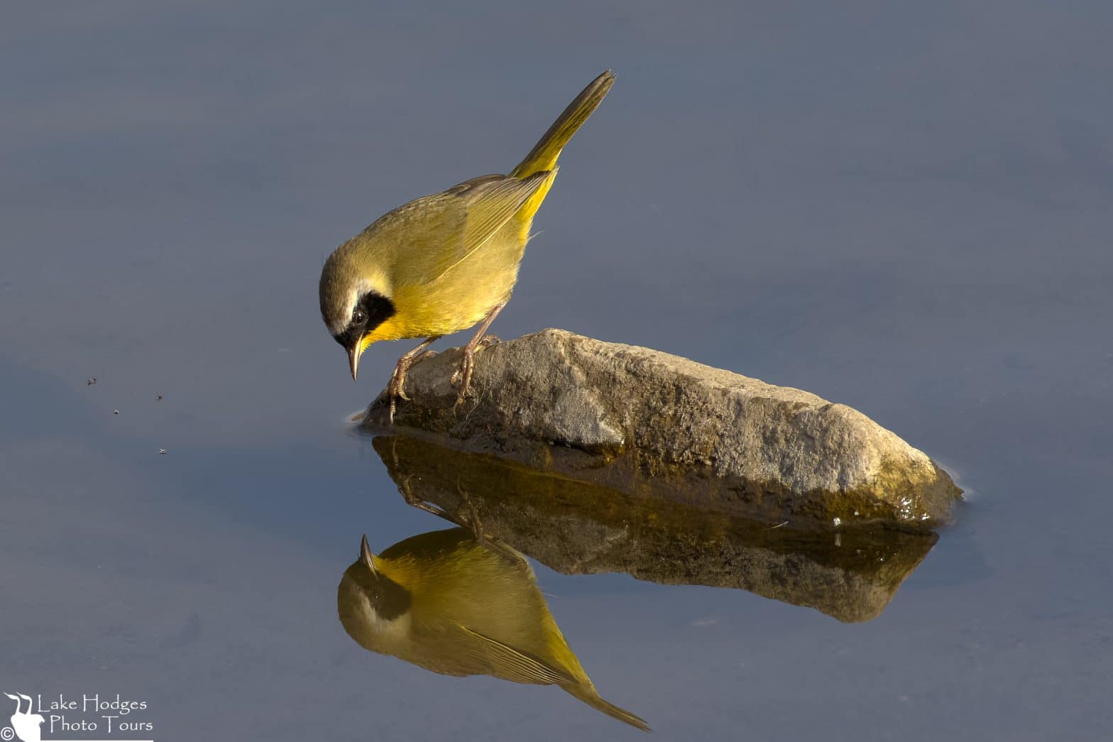 Common Yellowthroat