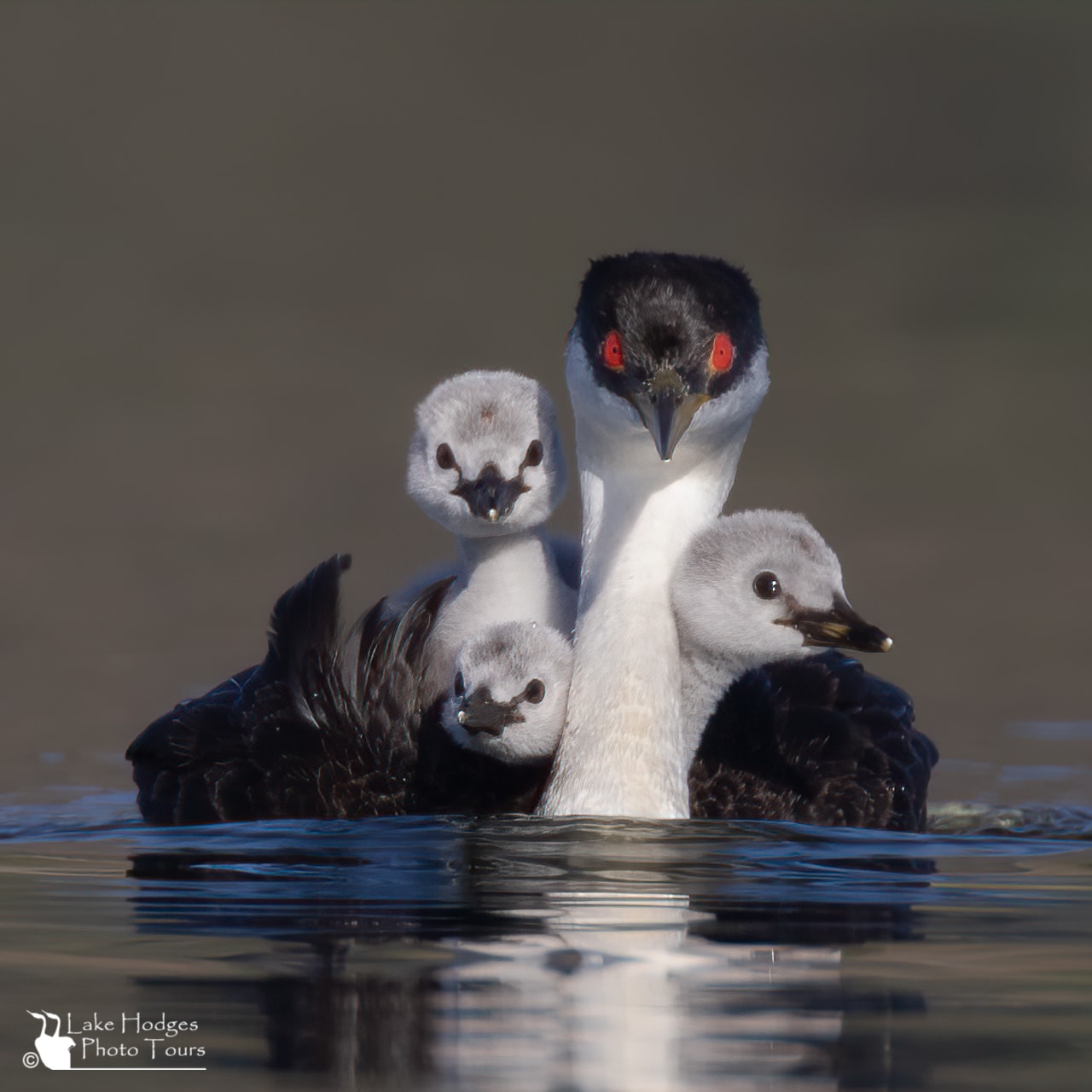 Western Grebe and chicks