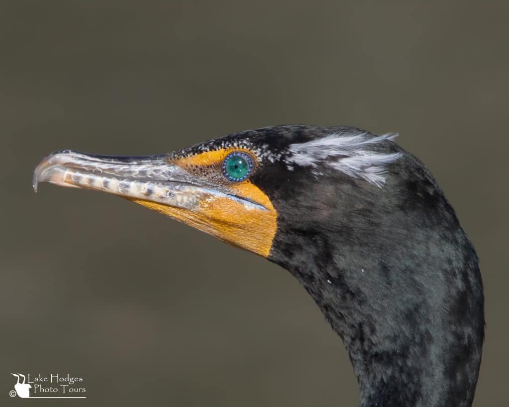 Double-crested Cormorant portrait