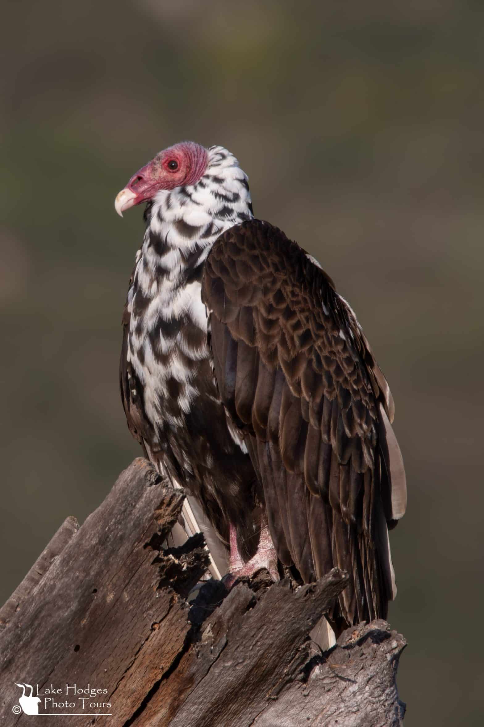 Partially Leucistic Turkey Vulture at Lake Hodges Photo Tour