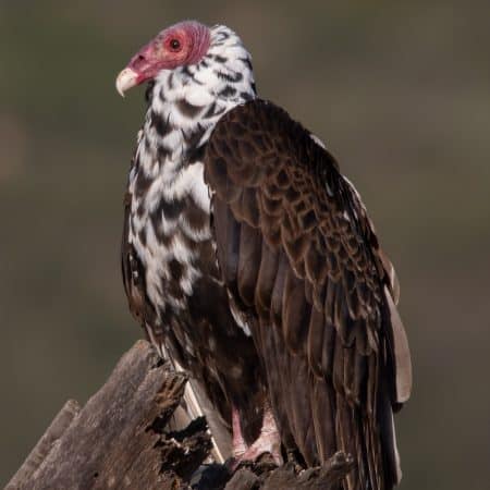 Partially Leucistic Turkey Vulture looking very regal