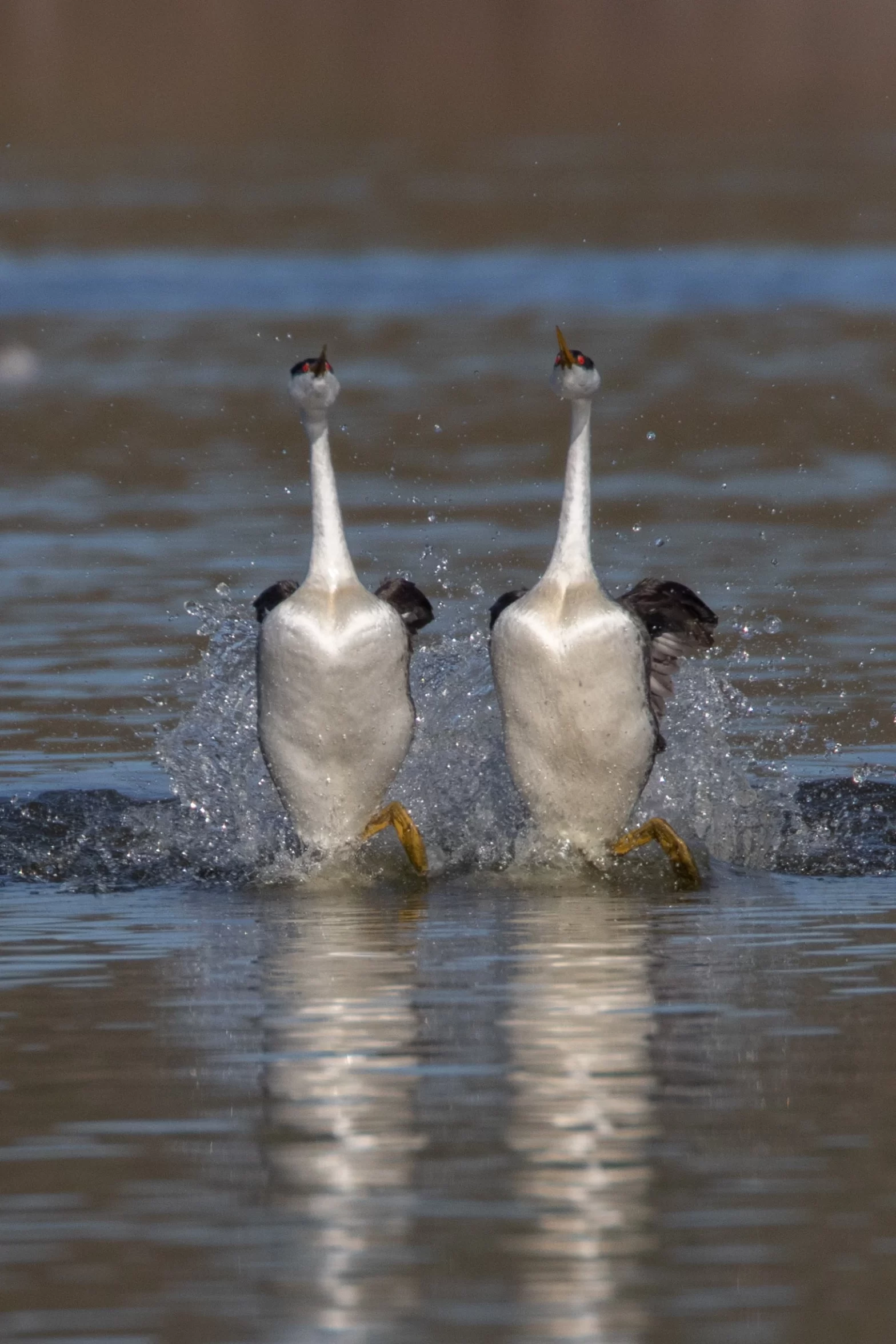 Rushing Western Grebes