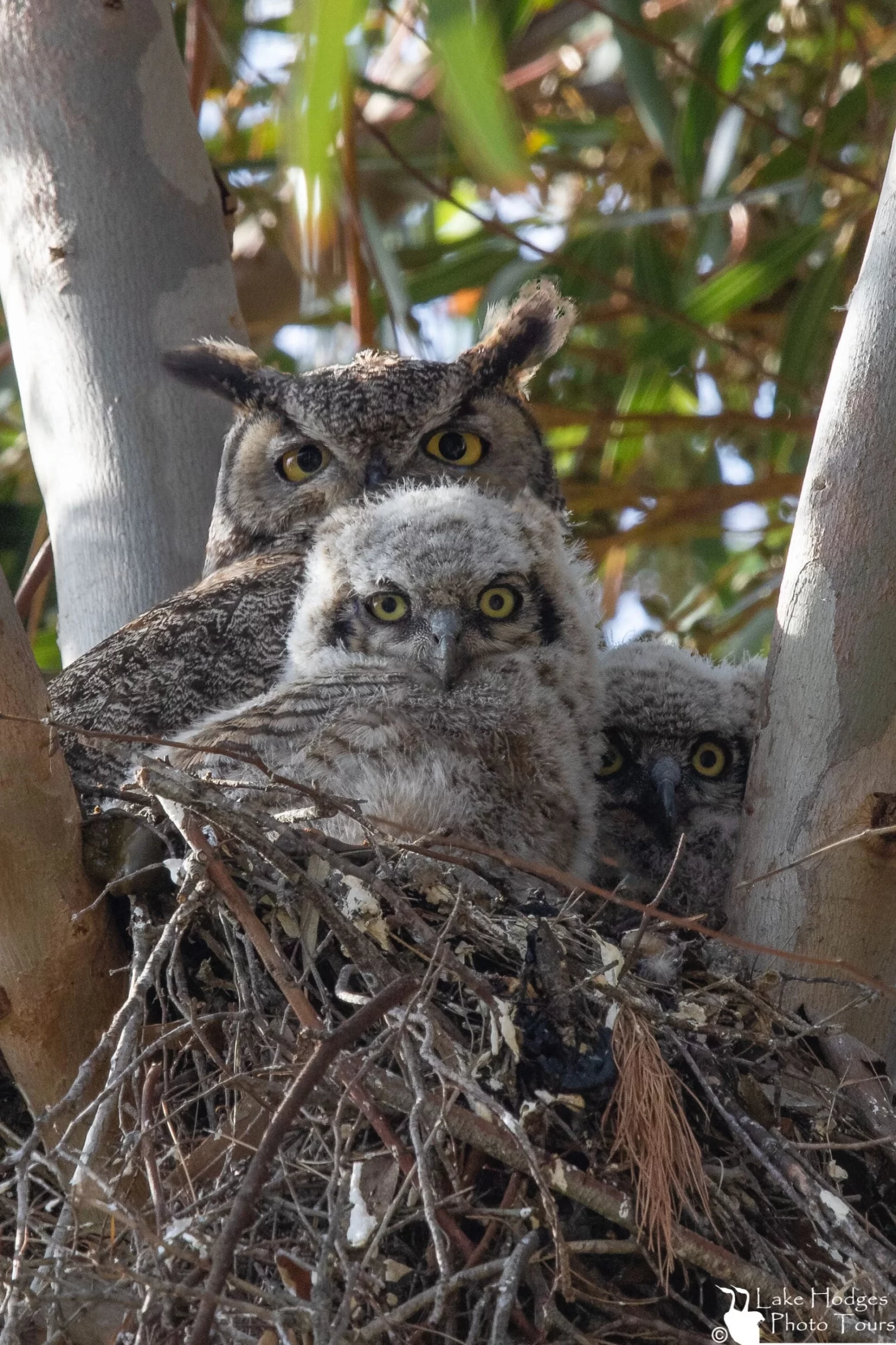 Great Horned Owl Chicks