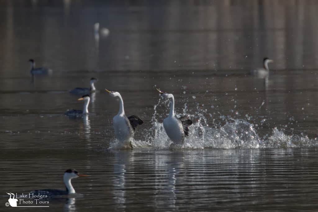 Rush hour, Western Grebes