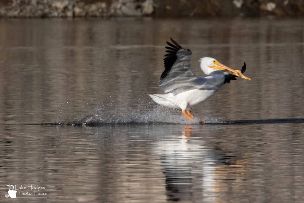 American White Pelican