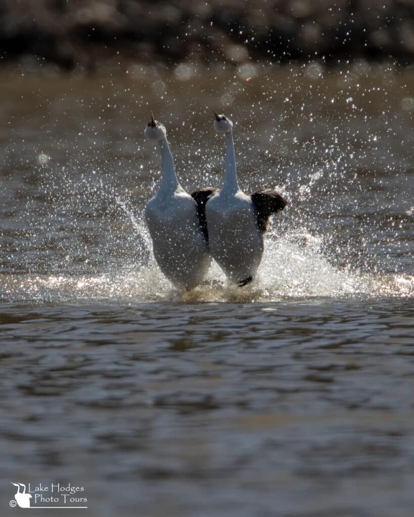 Backlit Splash Western Grebes