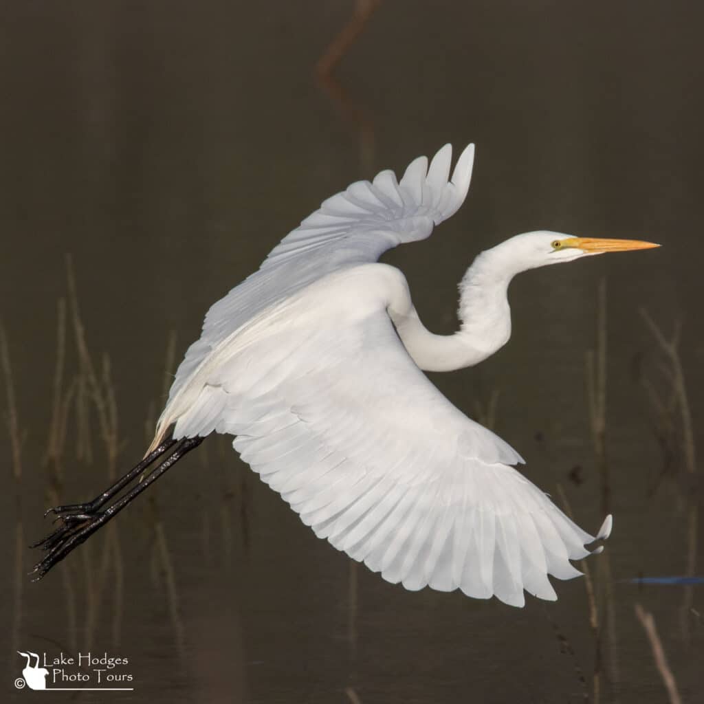 Great Egret