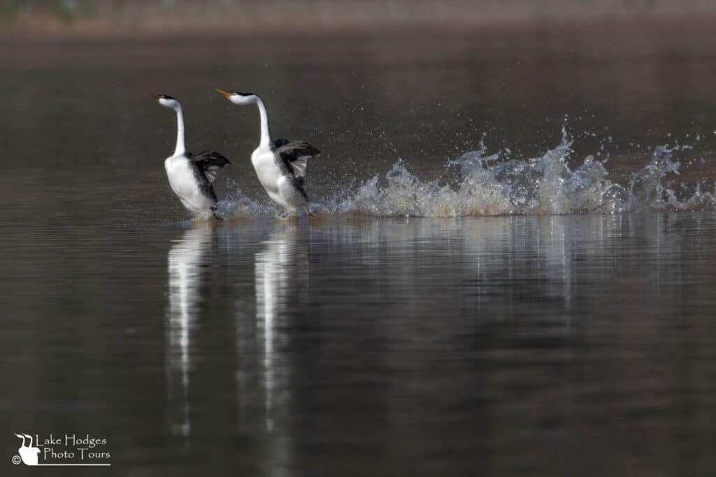 Grebes rushing in dirty water 3