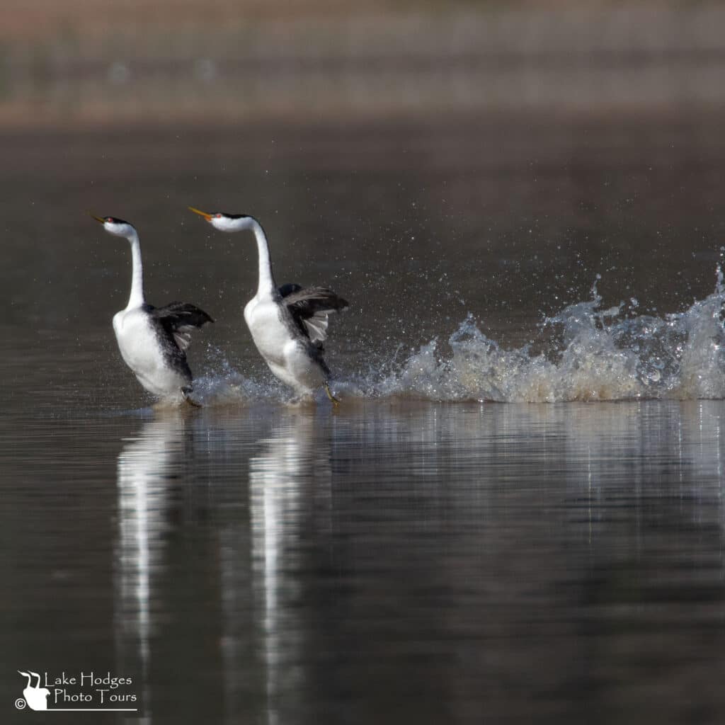 Grebes rushing in dirty water 1x1