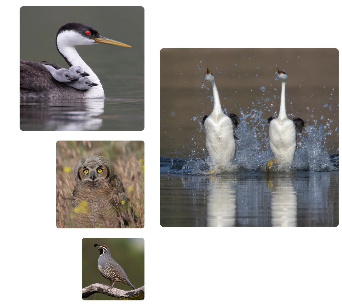 Lake Hodges Bird Group