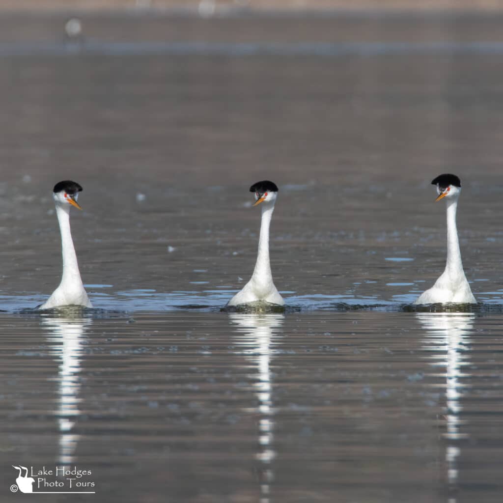 Parading Clark's Grebes