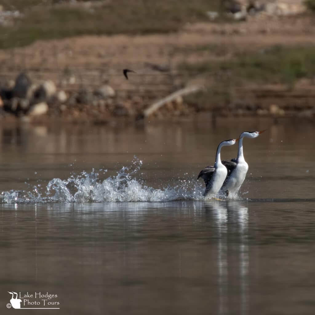 Rushing Clark's Grebes