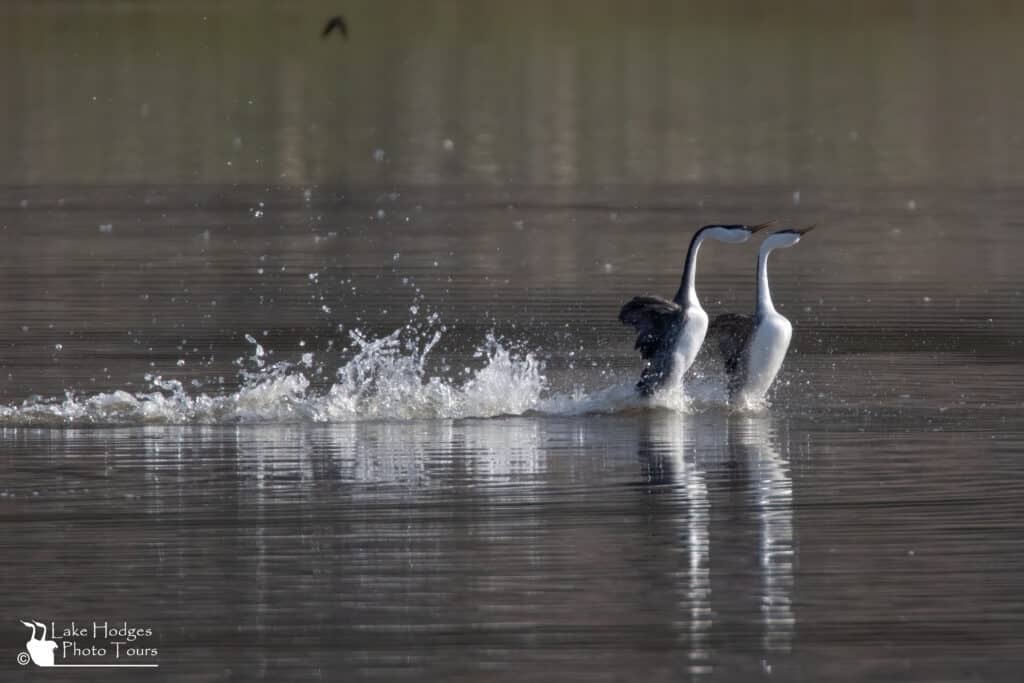 Rushing Western Grebes