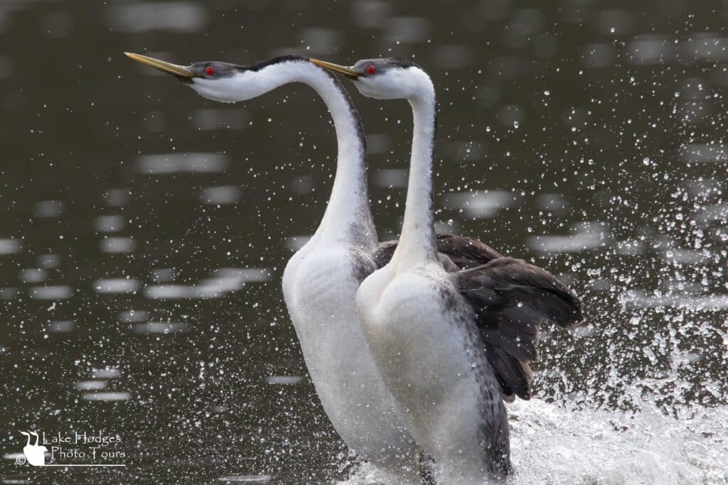 Close up Rushing Grebes