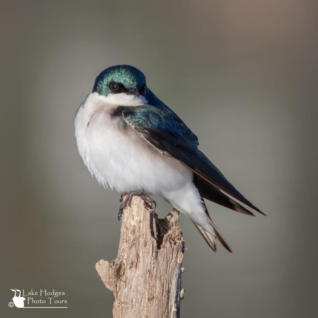 Tree Swallow