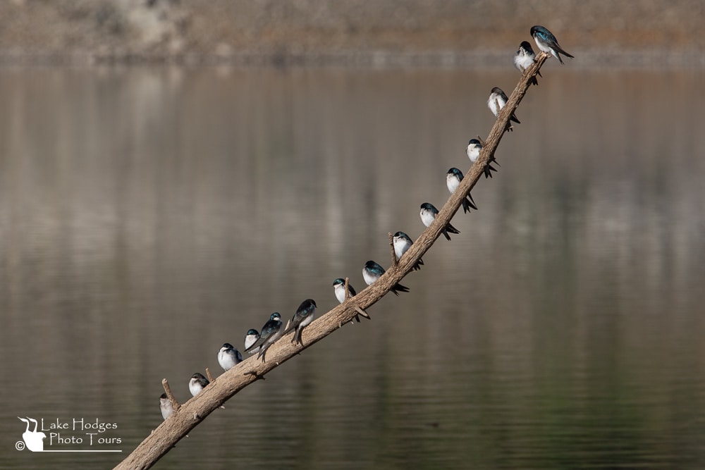 Tree Swallows