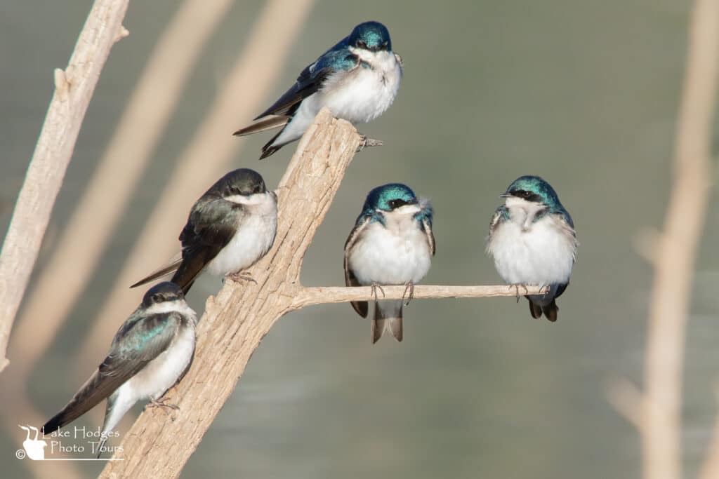 Tree swallows social hour