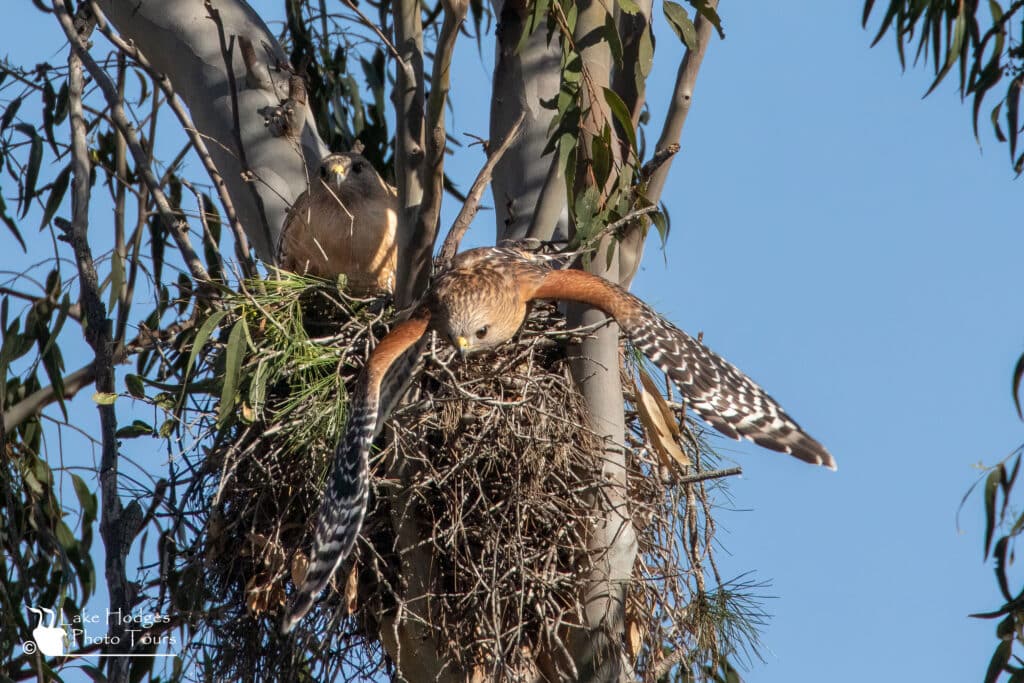 red-shouldered hawk couple