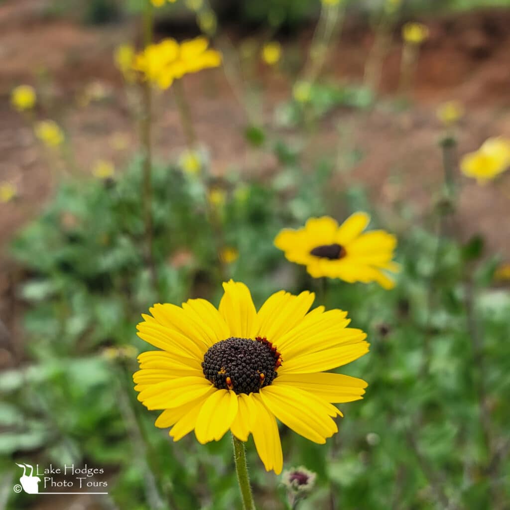 Black eyed Susan