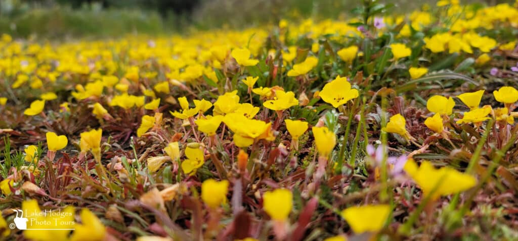 yellow blanket