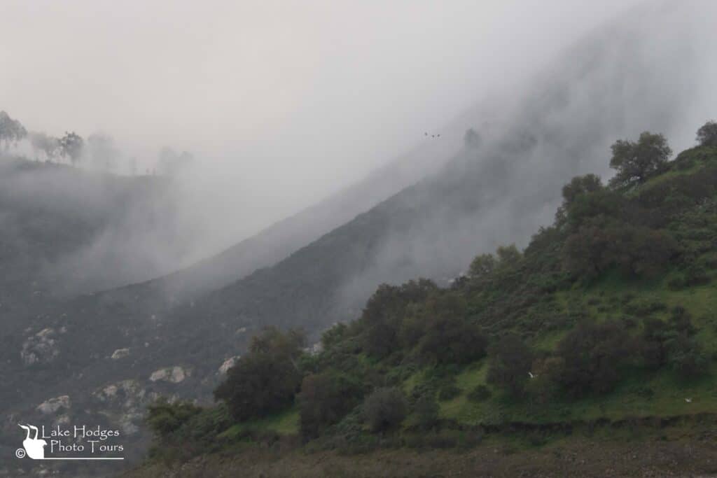 Misty hillside