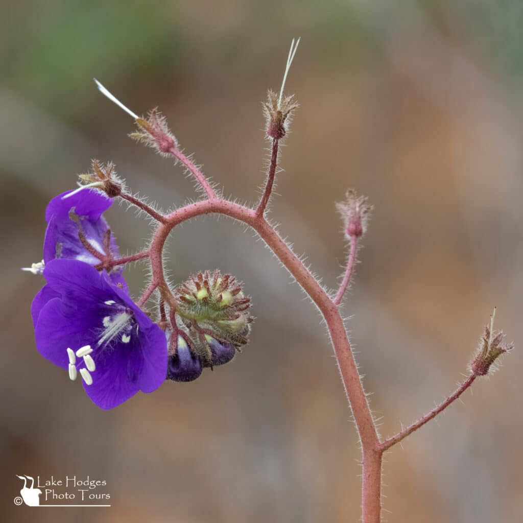 California Bluebells