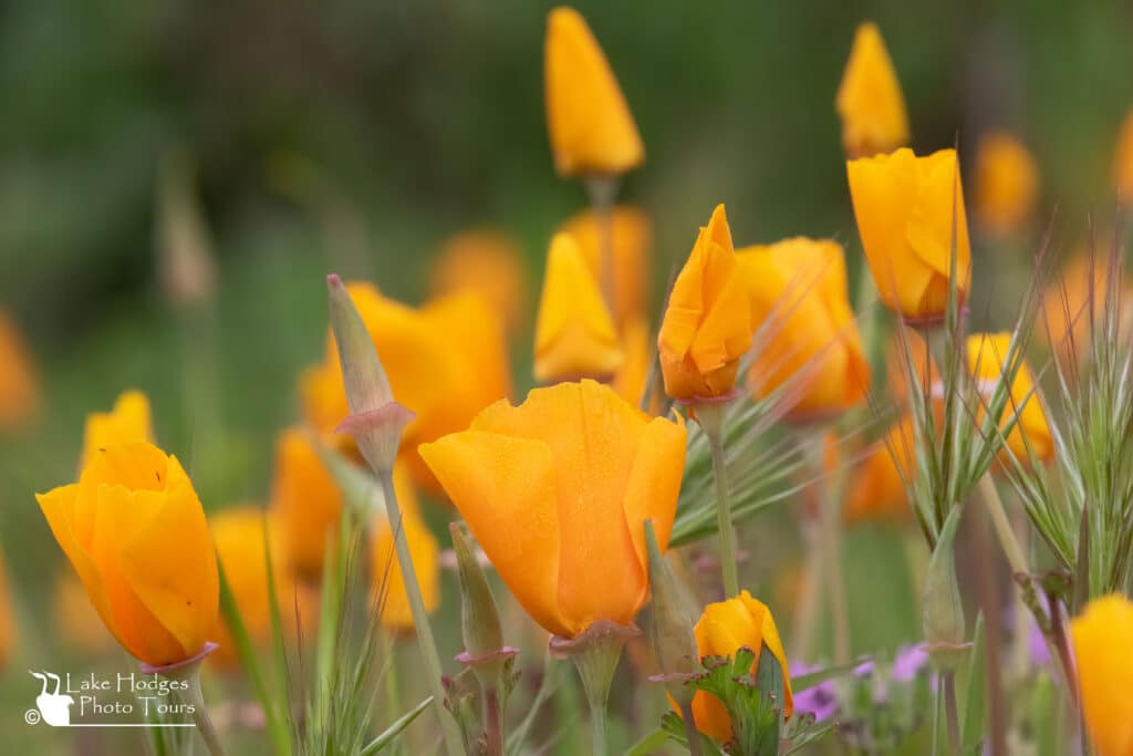 California Poppies