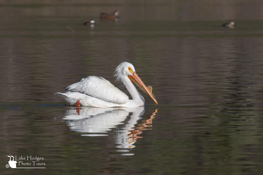 American White Pelican