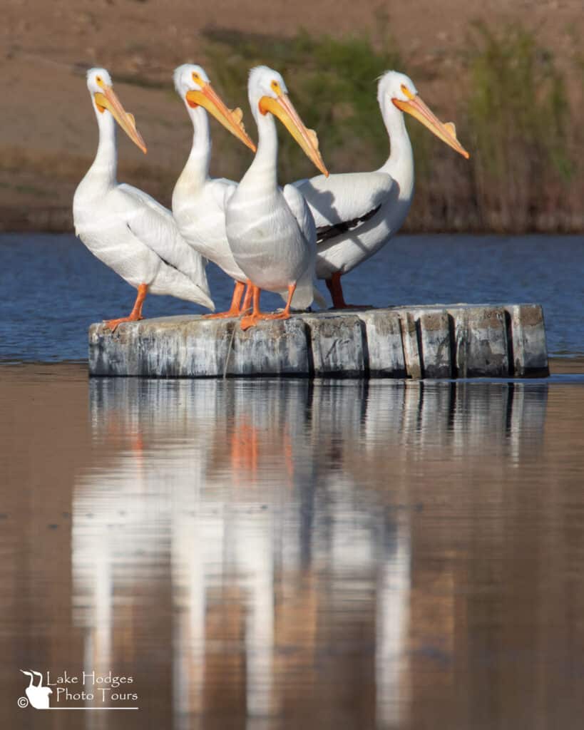 American White Pelicans