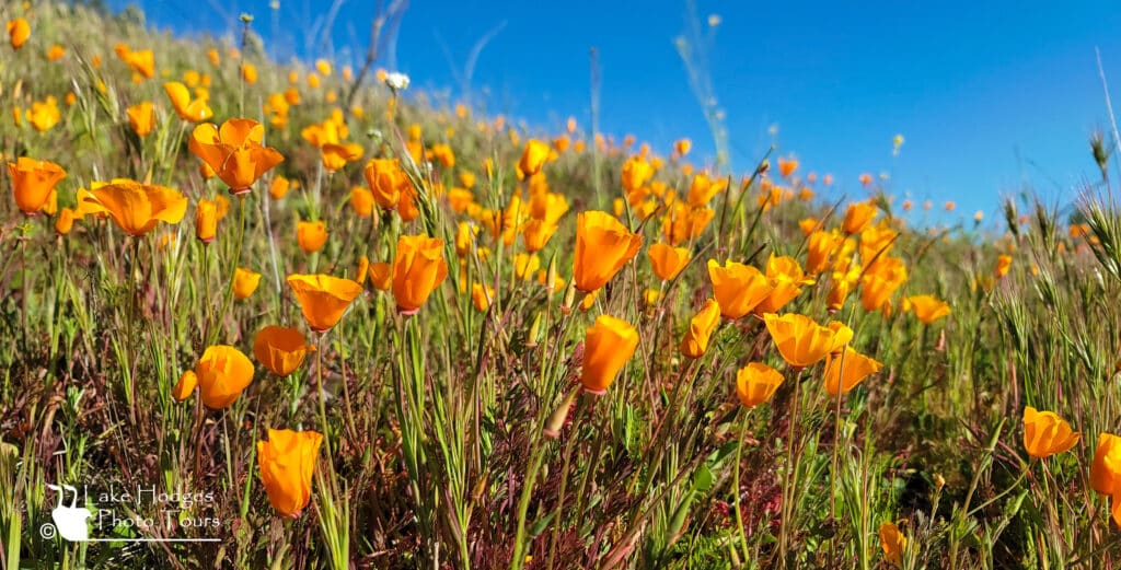 California Poppies 2