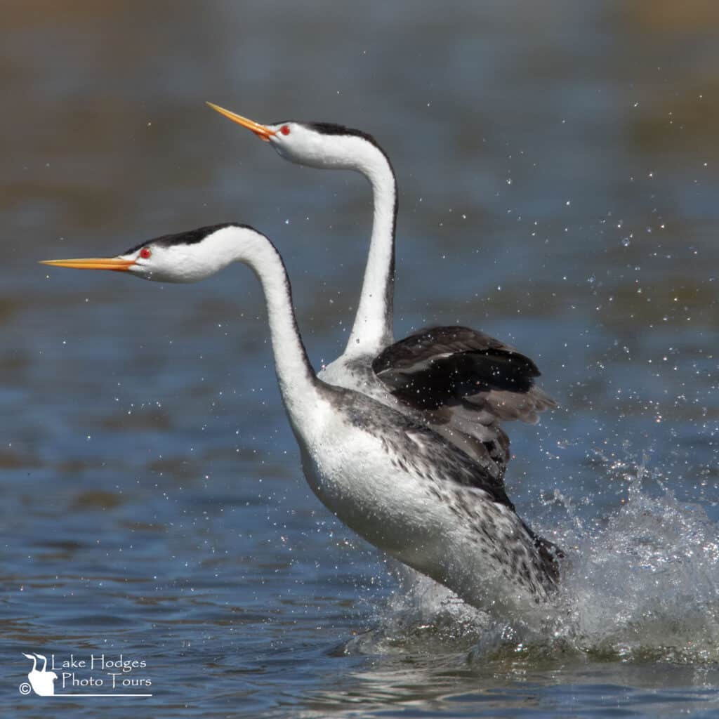 Clark's Grebes getting started