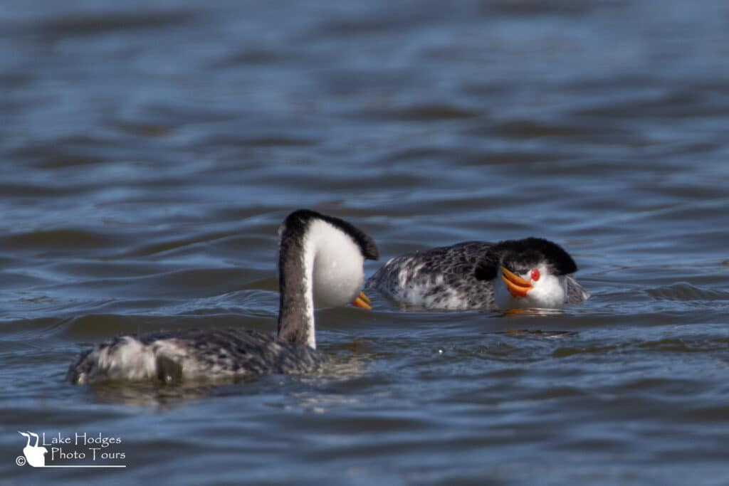 Clark's Grebes, ready, set, go