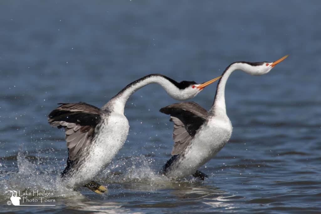 Clark's Grebes, rushing the other direction