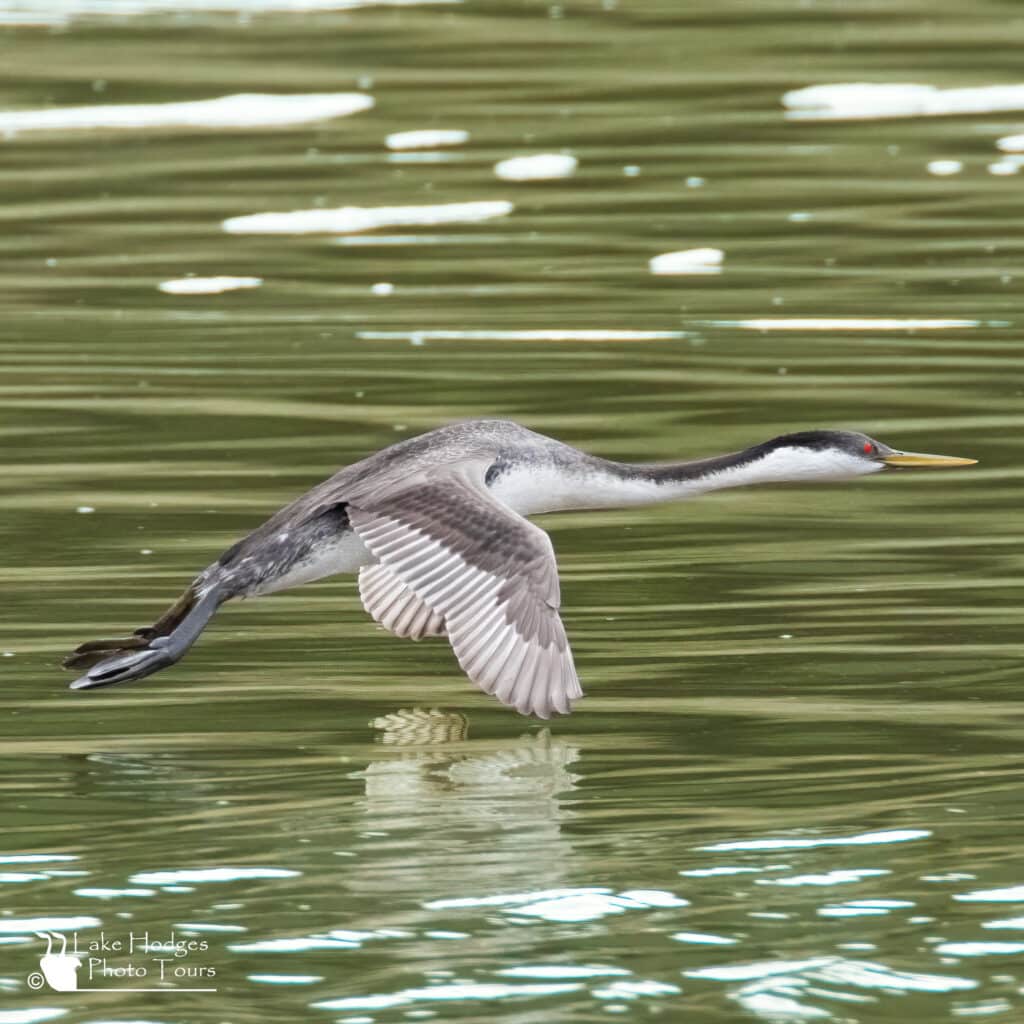 Flying Western Grebe