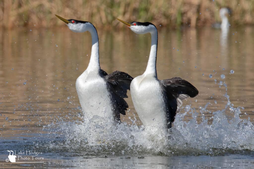 Frontlit Rushing Western Grebes