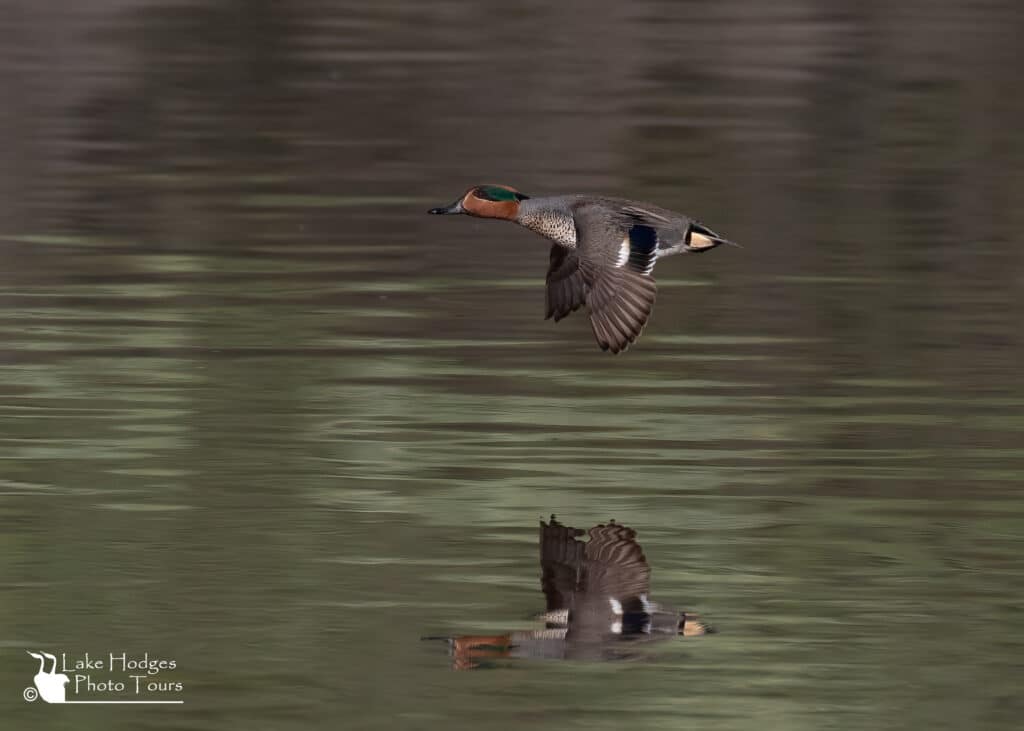 reflections Green- winged Teal