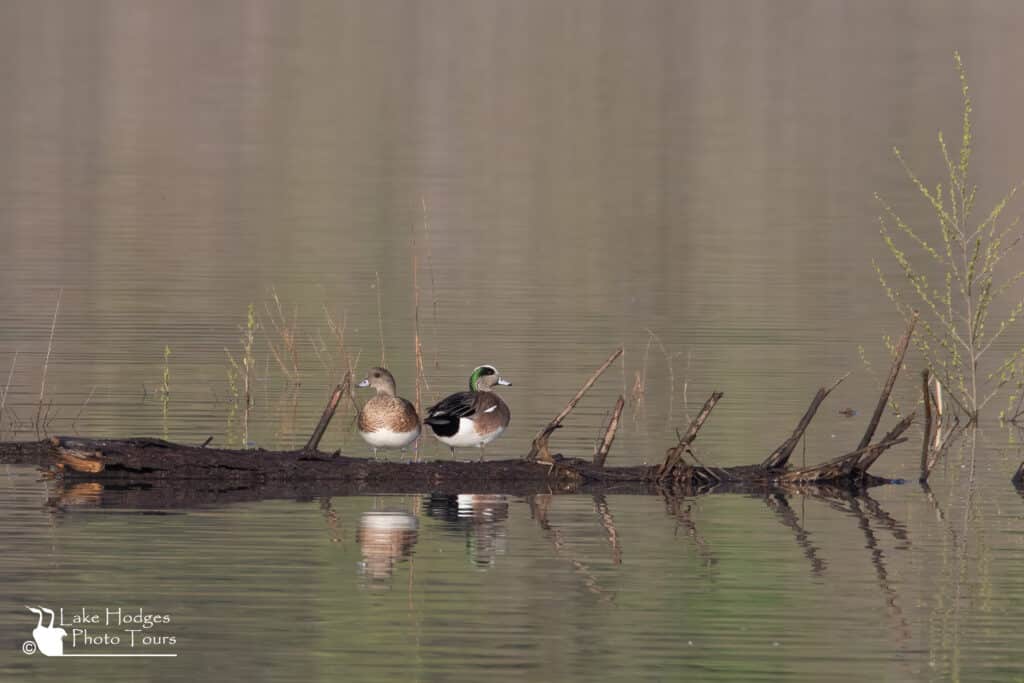 American Wigeon