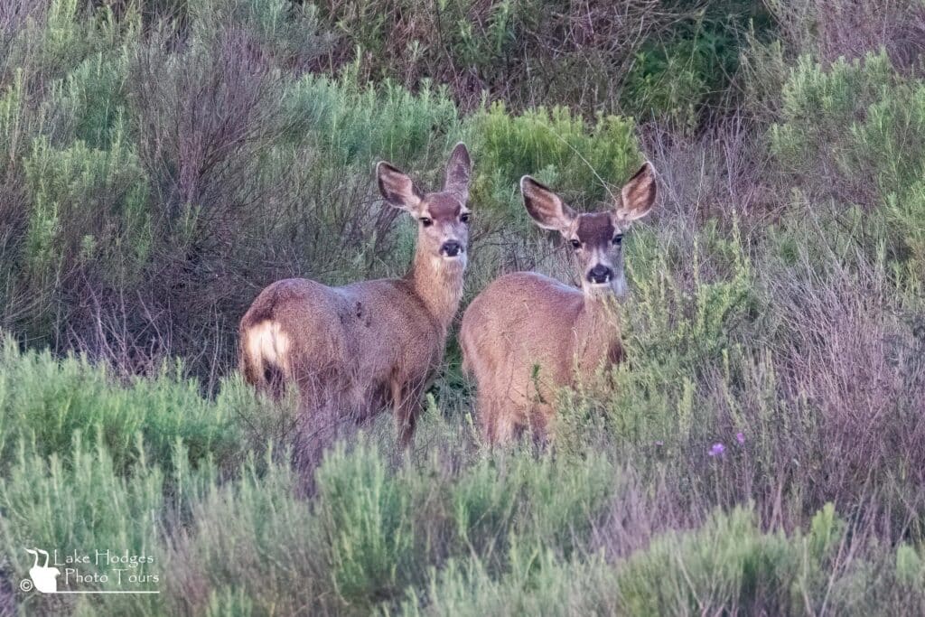 Mule deer