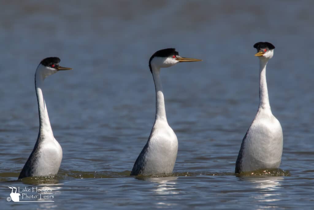 Parading Western Grebes