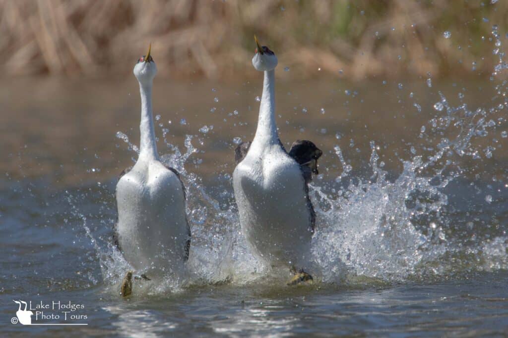 Western Grebes , here they come