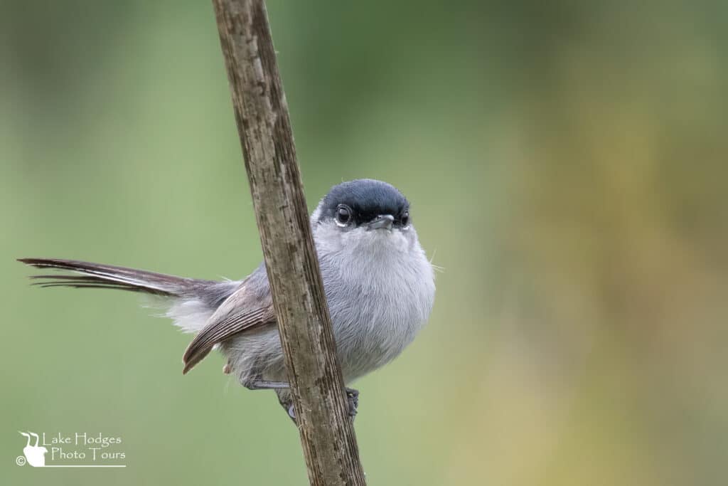 California Gnatcatcher