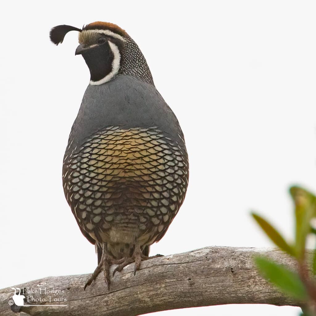 California Quail