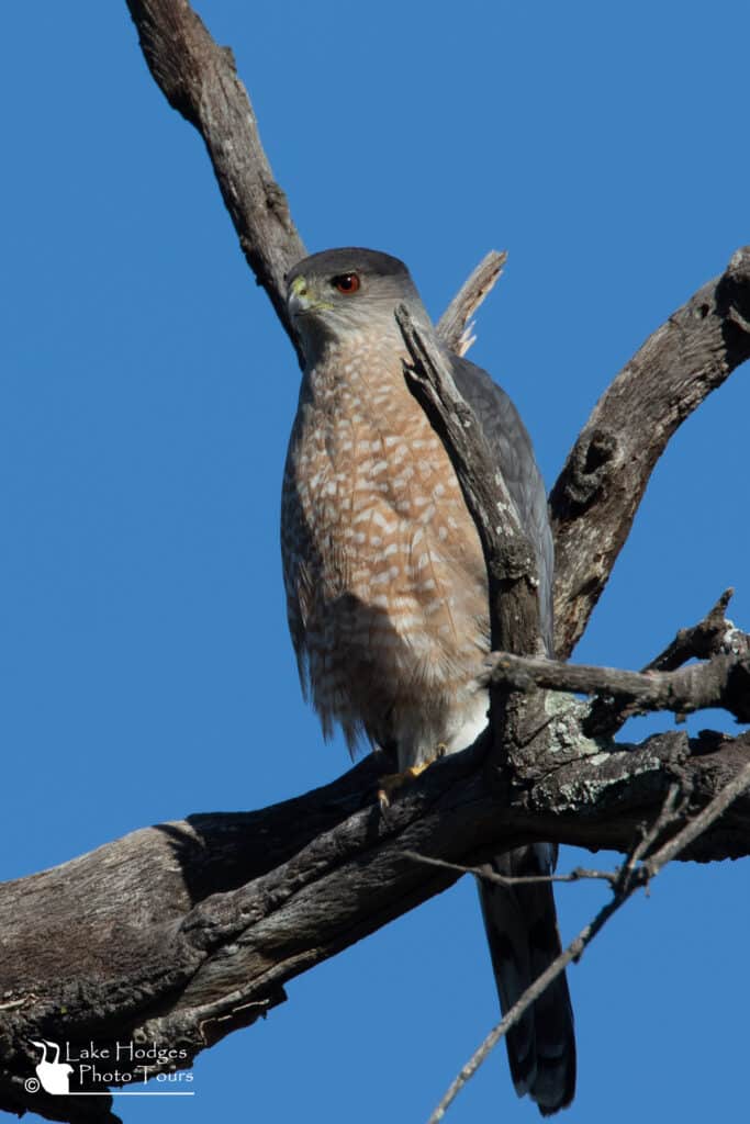 Male Coopers hawk