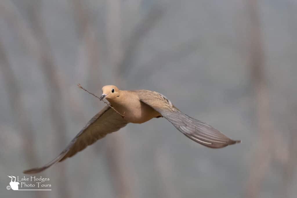 Mourning Dove