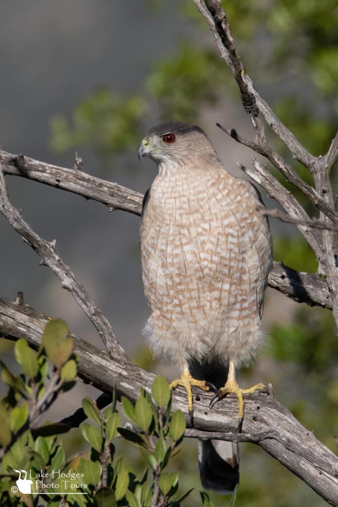 female Coopers Hawk