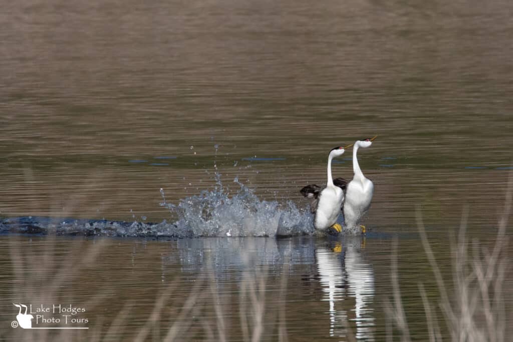 Yellow feet!