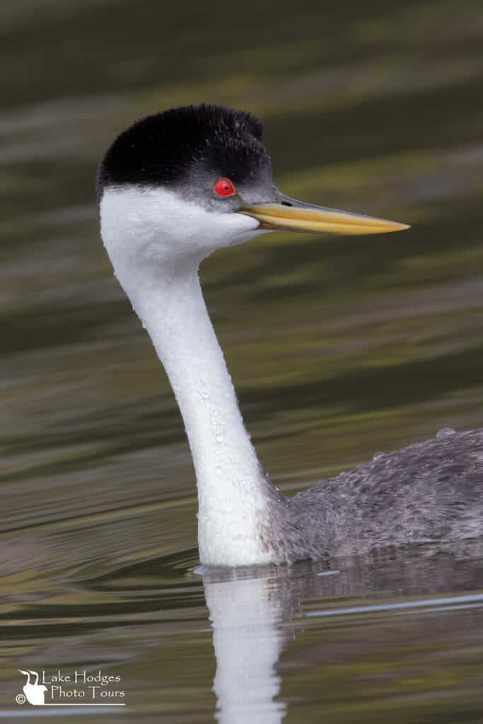 Western Grebe Portrait