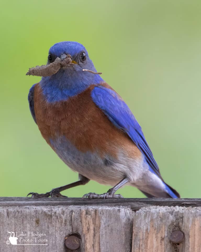 bluebird male